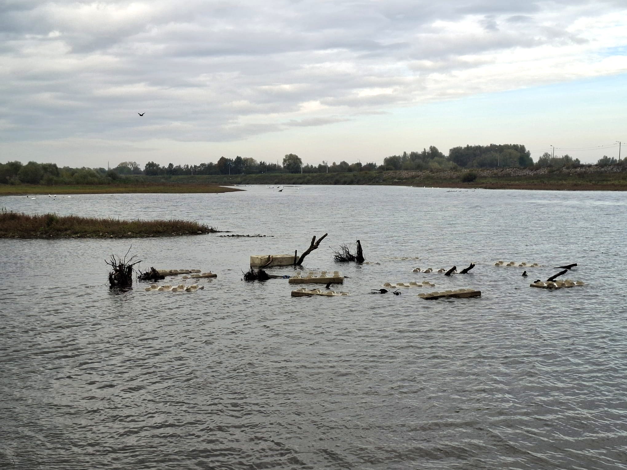 Rivierbomen in de Maas - Foto 13