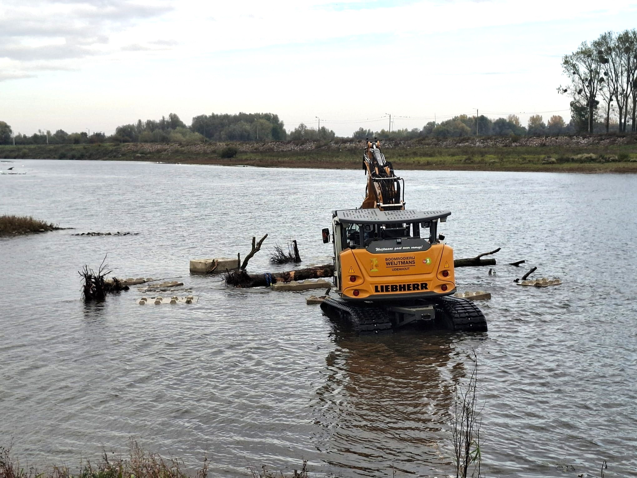 Rivierbomen in de Maas - Foto 8