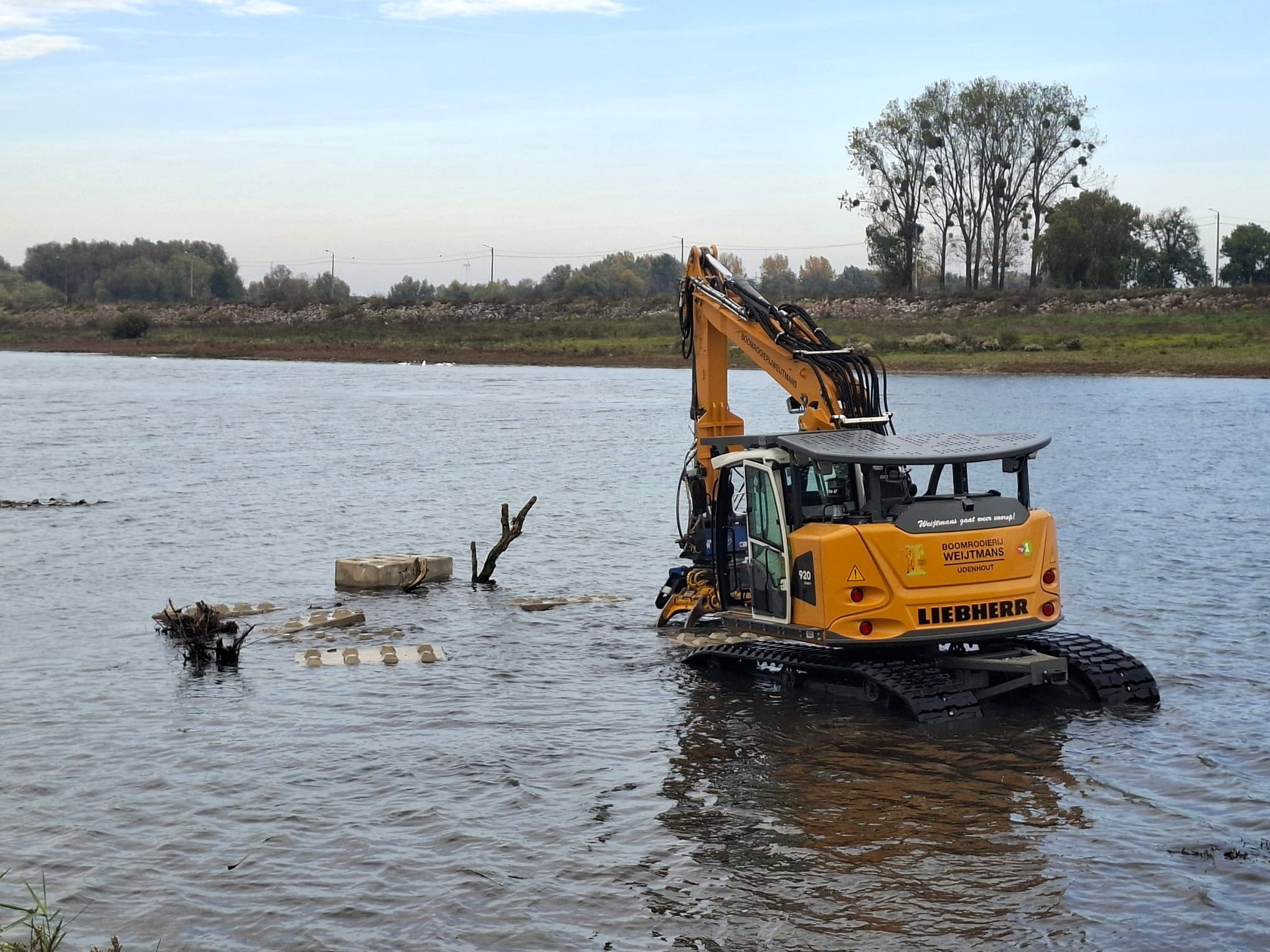 Rivierbomen in de Maas - Foto 9