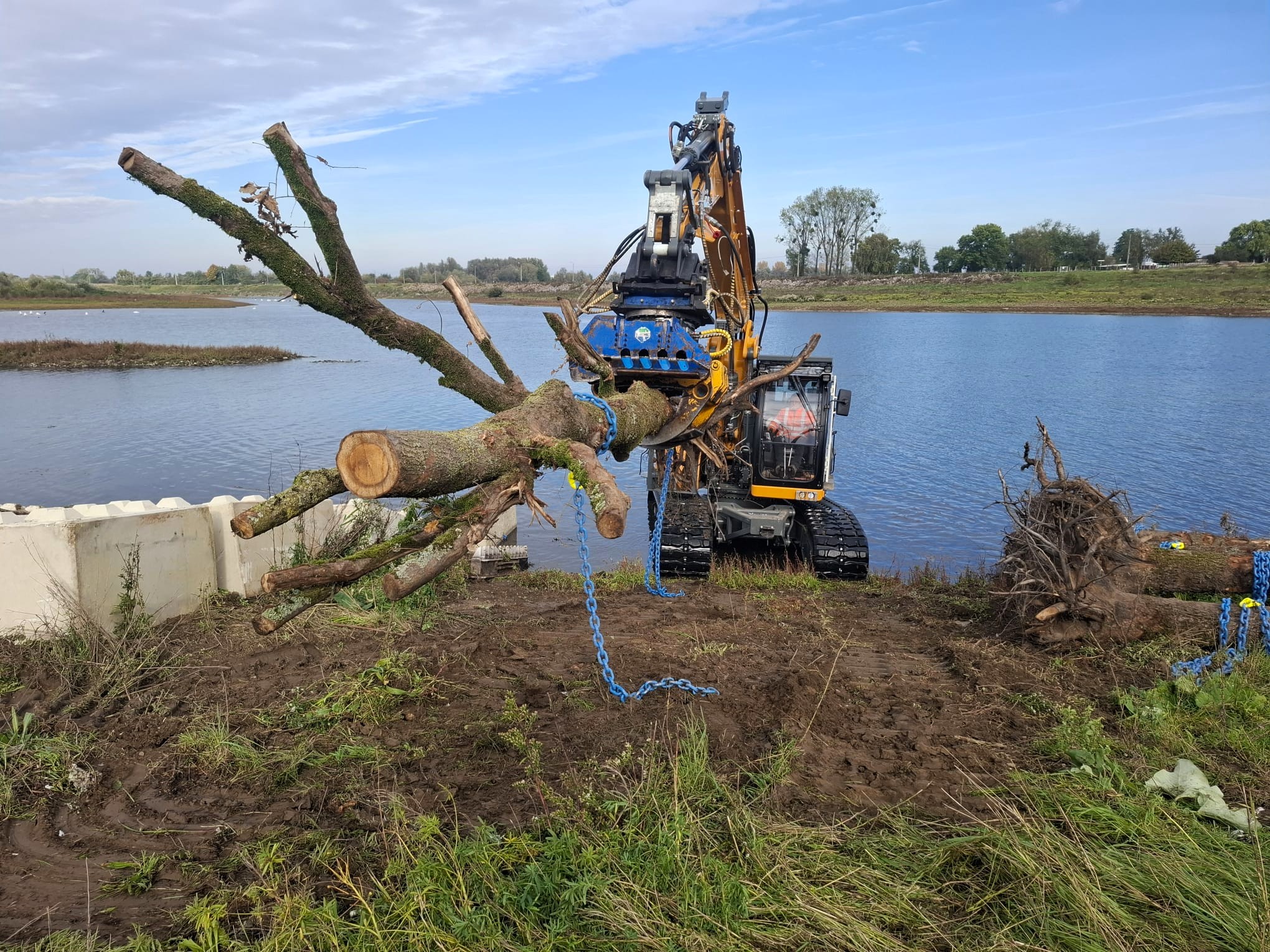 Rivierbomen in de Maas - Foto 3