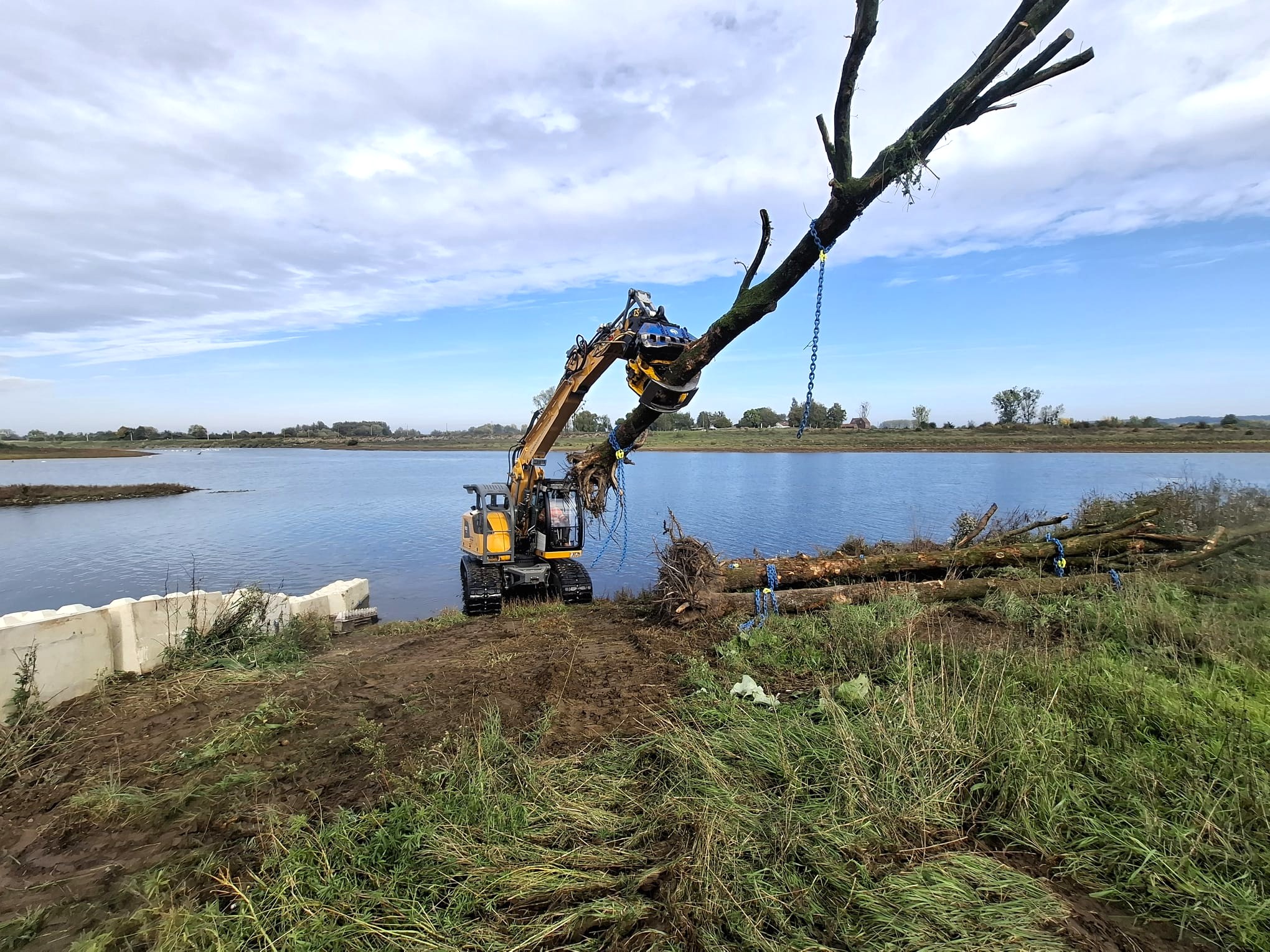 Rivierbomen in de Maas - Foto 6