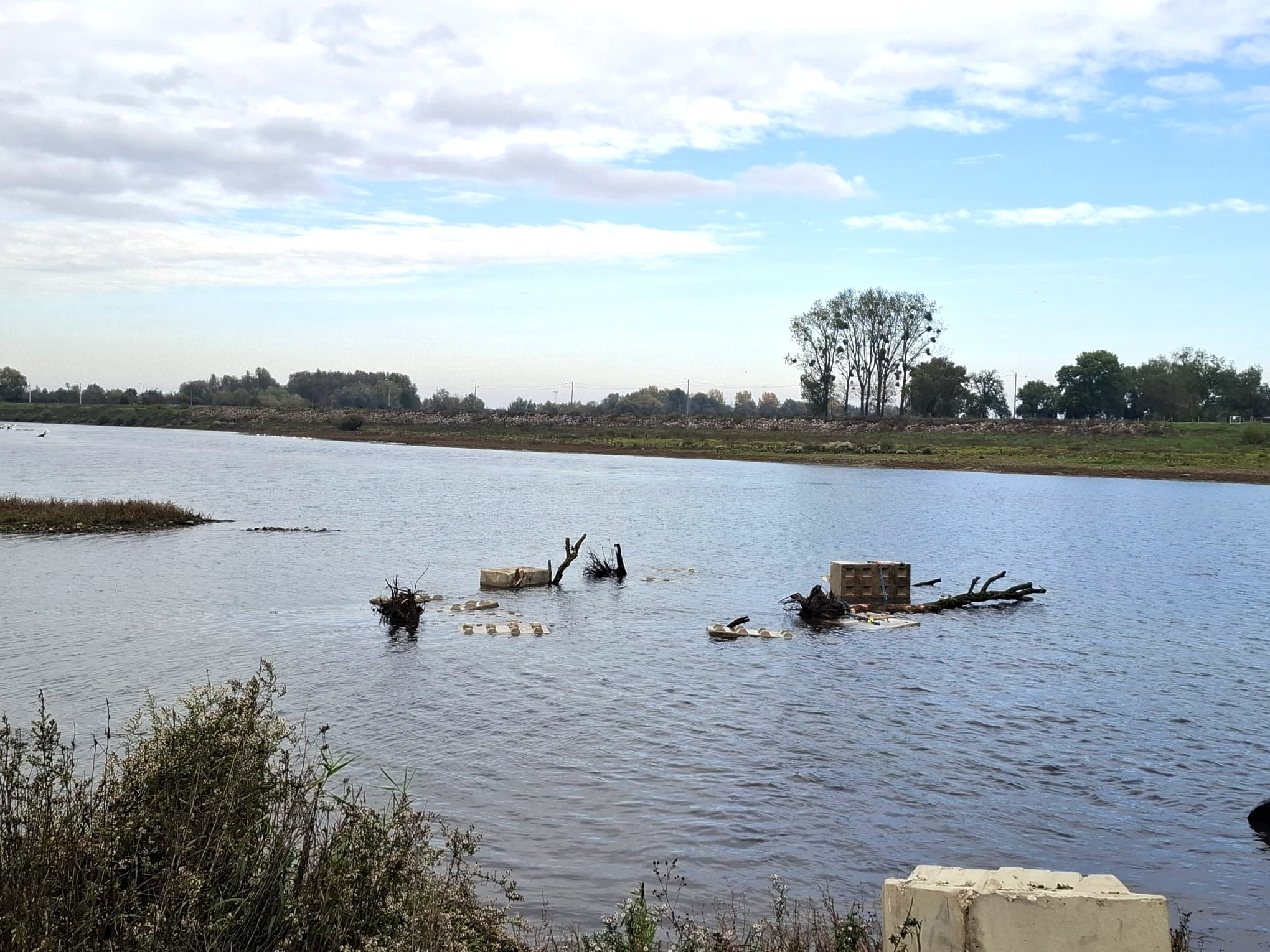Rivierbomen in de Maas - Foto 12