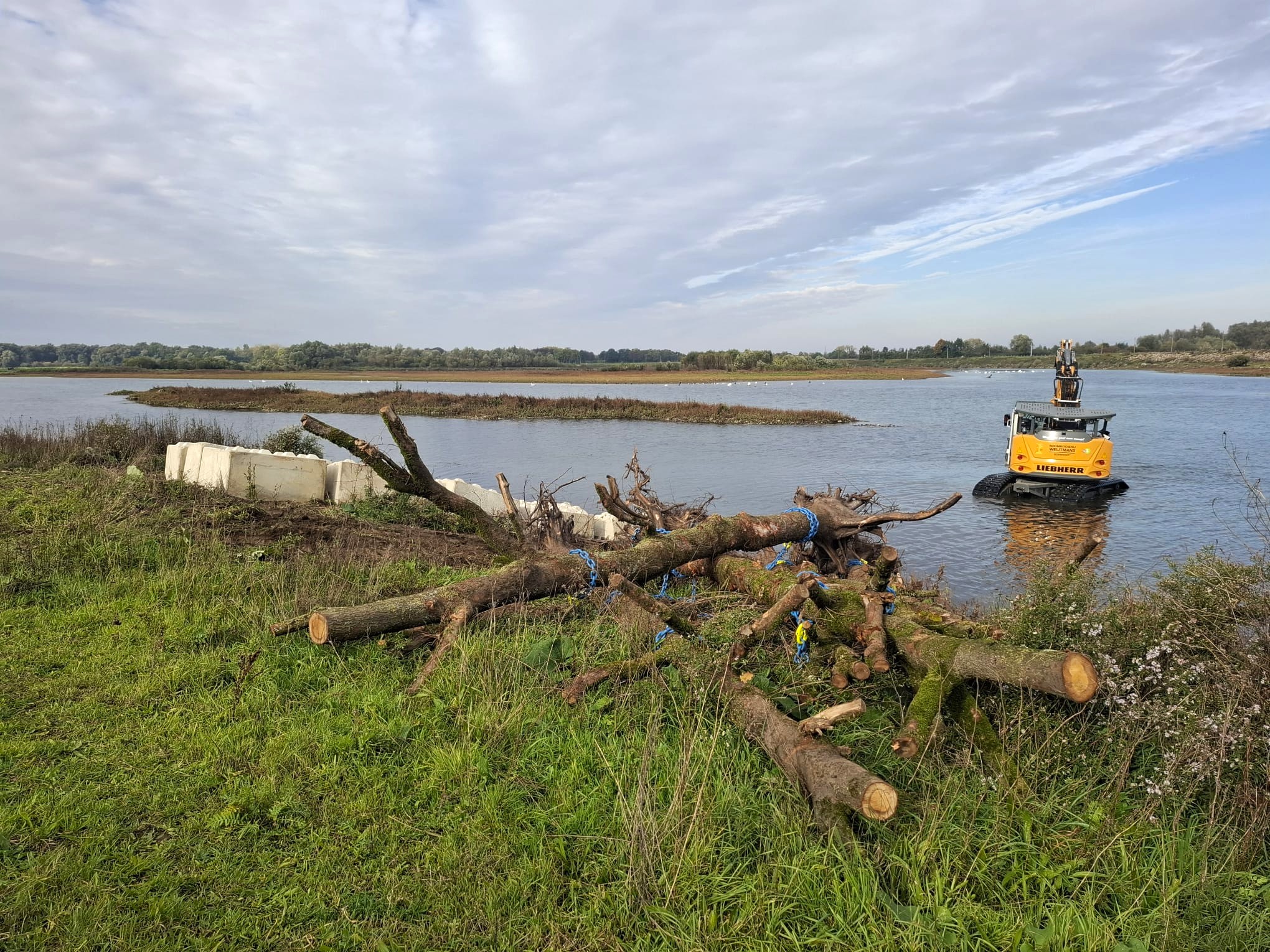 Rivierbomen in de Maas - Foto 5