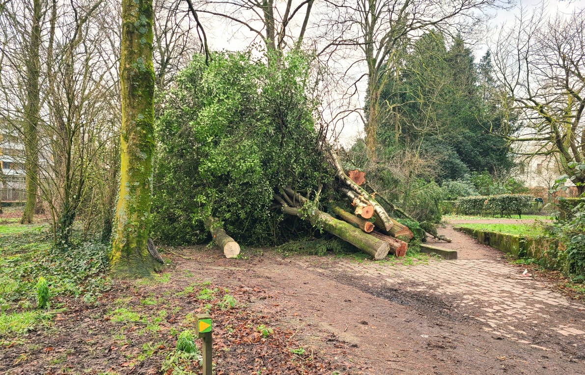 Stadsbomen verdienen meerwaarde